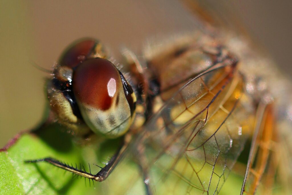 Simplified infographic explaining oxygen intake in insects through tracheae