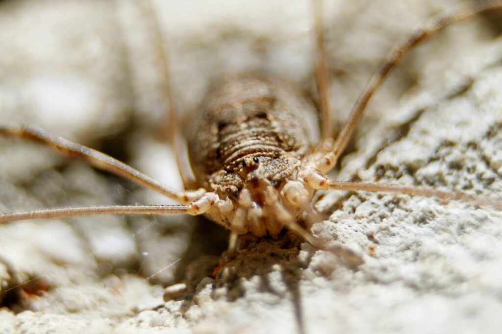 Bed bug crawling on mattress seam during nighttime