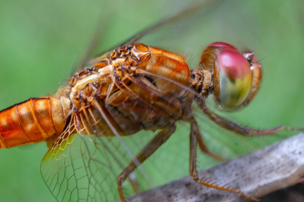 Diagram comparing high-resolution human vision with insect motion-sensitive vision