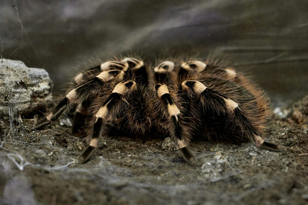 Tarantula calmly walking on a human hand