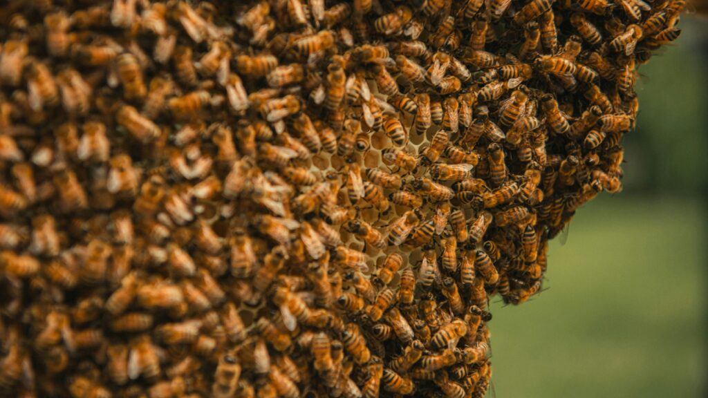 A dense swarm of flying locusts crossing a sunlit landscape during migration