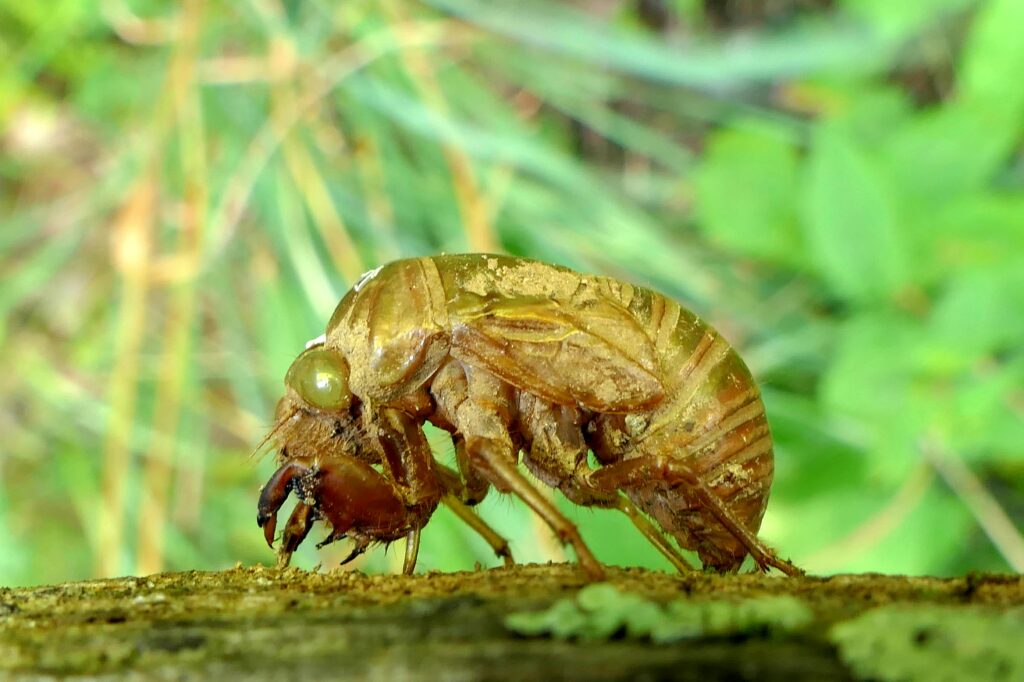 Visual comparison of insect sound vs. human screaming, emphasizing frequency and tone differences