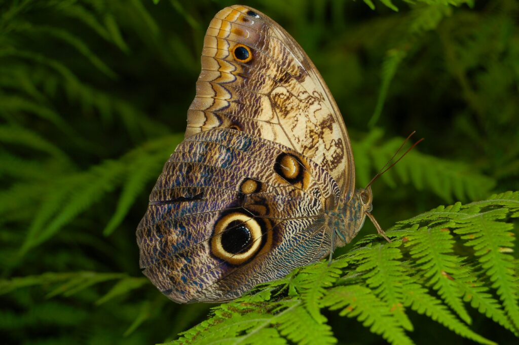 Butterfly using eye spots and patterns for recognition or deterrence