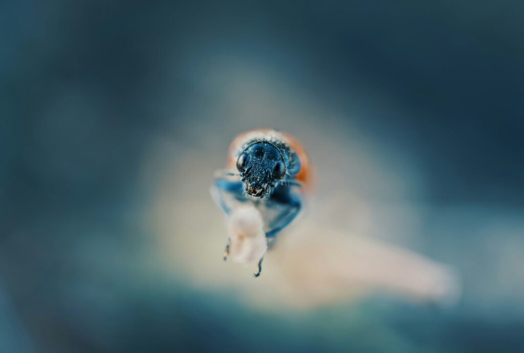 Archival photo or illustration of fruit flies aboard an early space capsule or rocket
