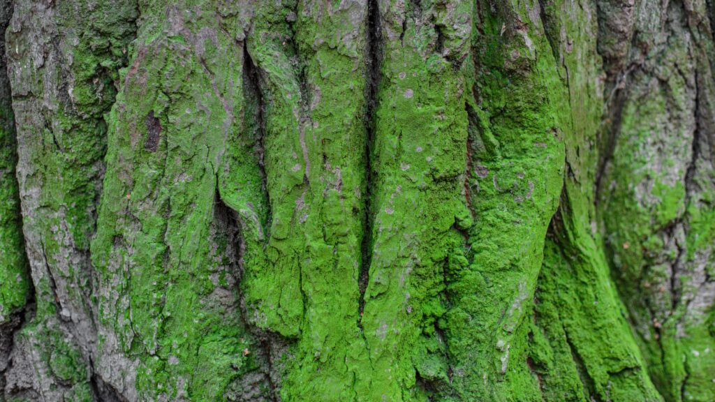 Bright green emerald ash borer resting on cracked bark of a dead ash tree
