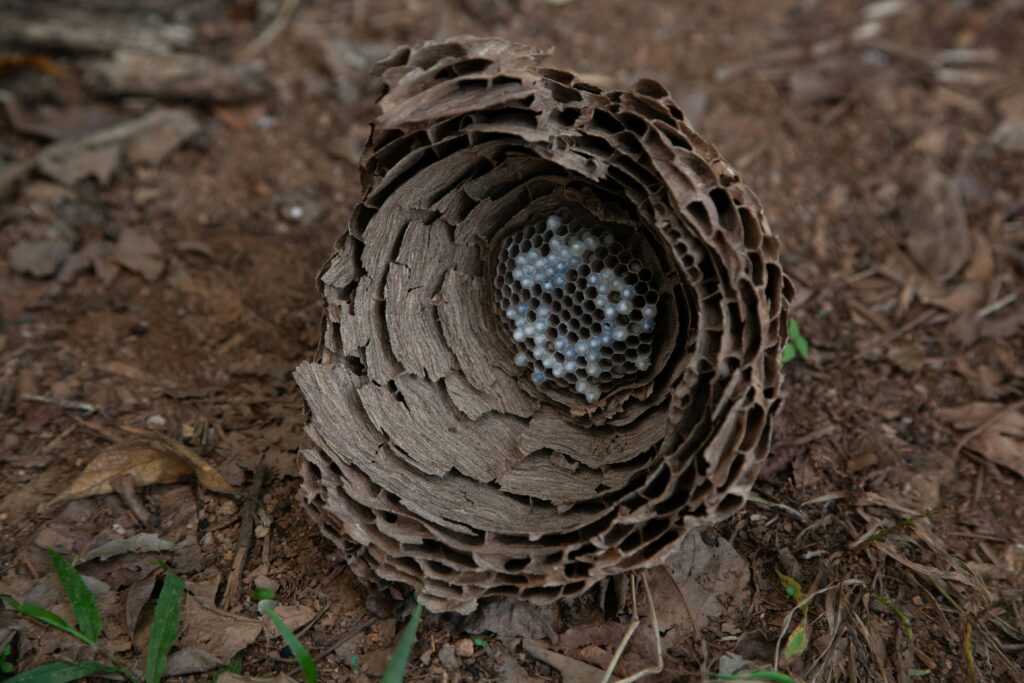 Mud dauber wasp building a tubular mud nest to deposit eggs