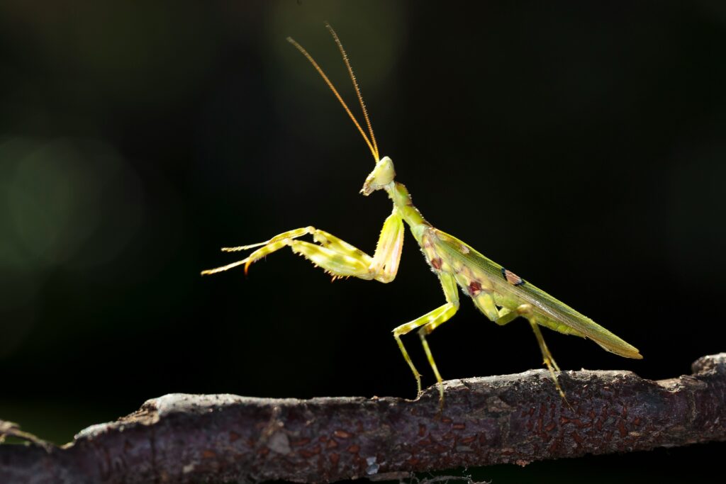 Male cricket rubbing wings to produce chirping courtship song