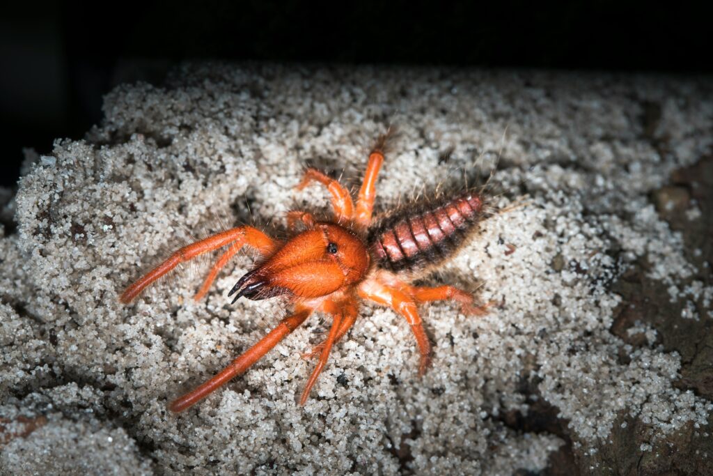 Cockroach crawling on kitchen floor under dim light at midnight