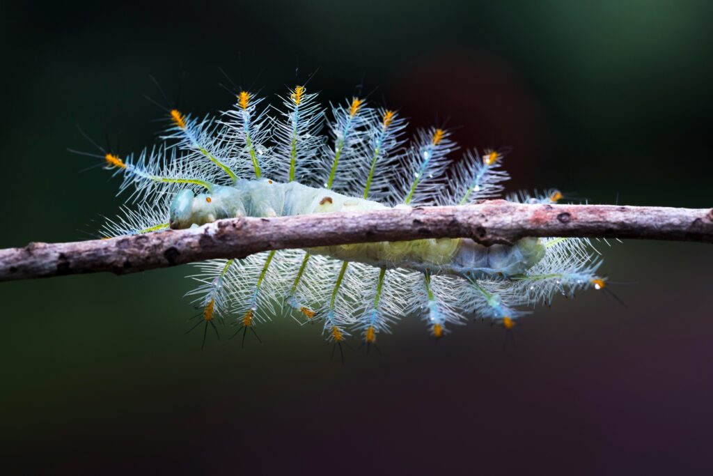 Brightly colored caterpillar with spiky defensive projections hinting at electrical ability