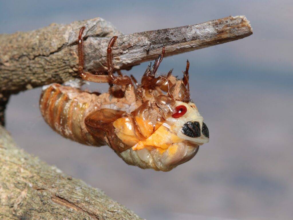 A close-up of a loud cicada perched on a tree, with visible vibrating sound structures