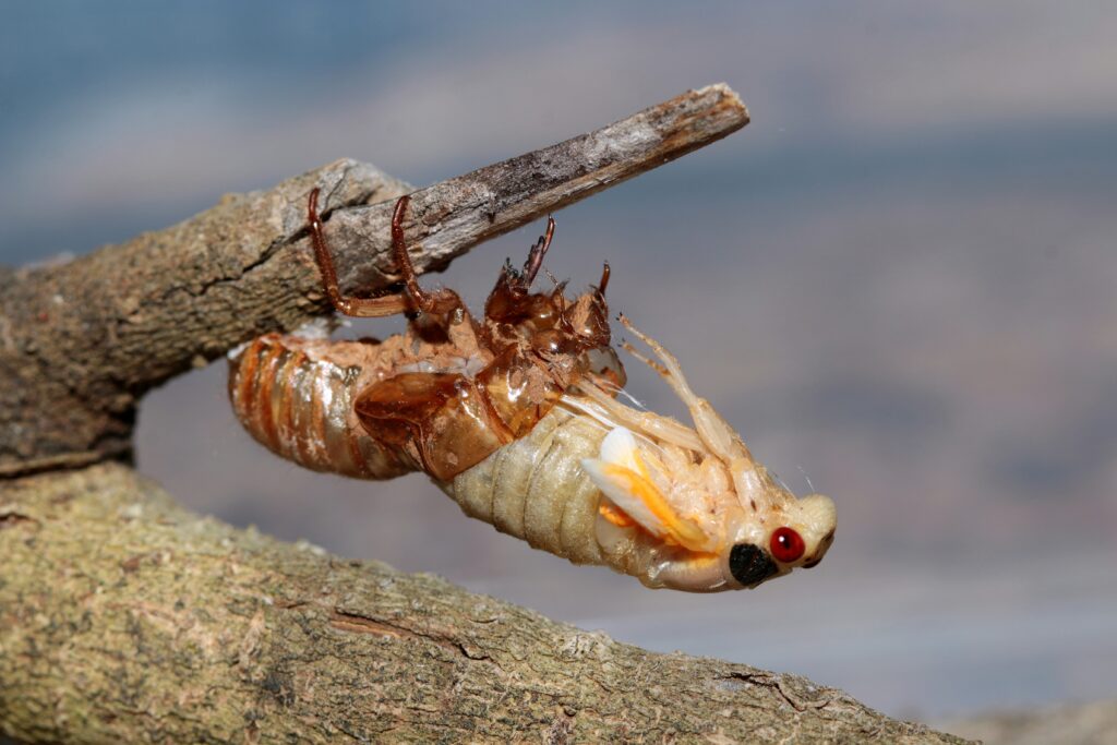 Diagram showing evolutionary timeline of insect emergence synced with disasters