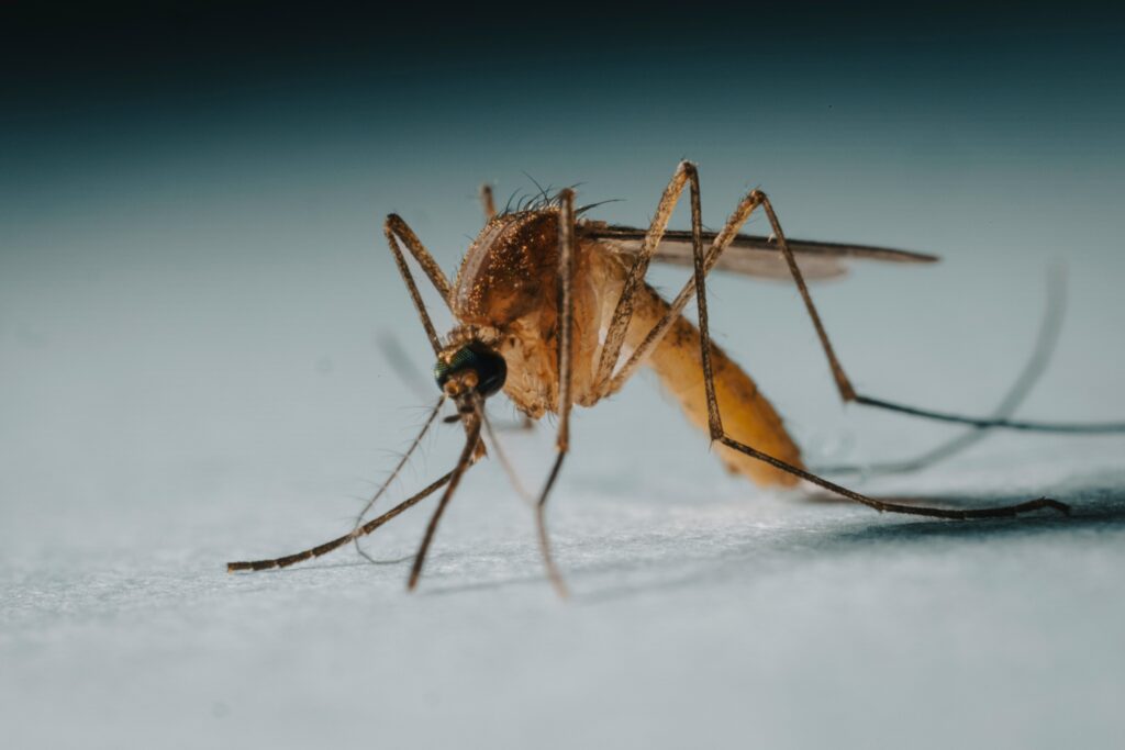 Mosquito landing on human skin in the dark, with a moonlit background