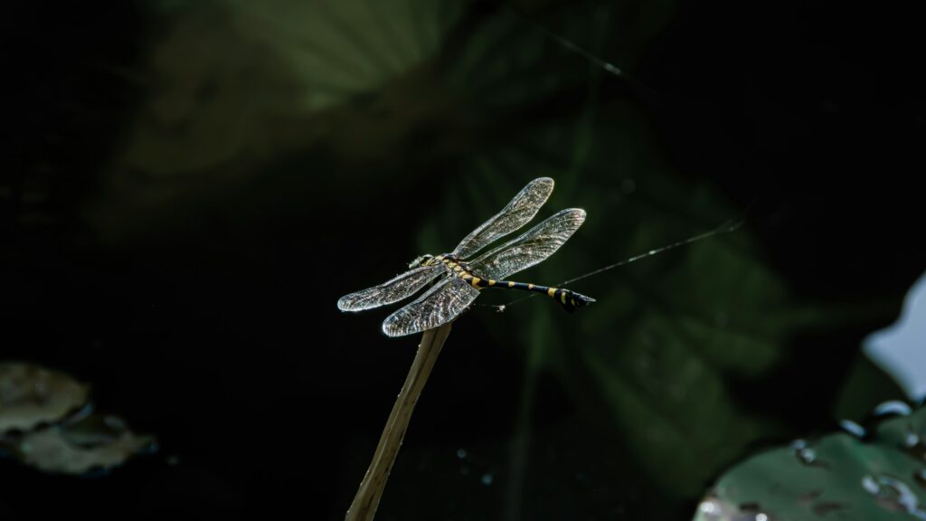 Moth flying under stars using moonlight for navigation