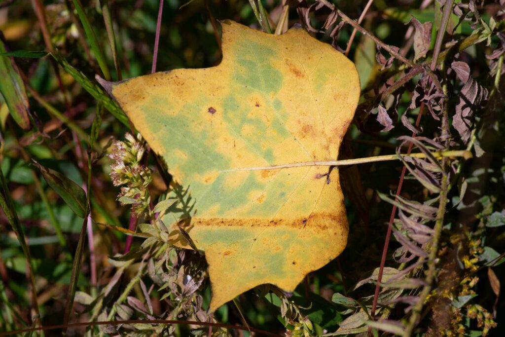 Leaf showing winding trails caused by leaf miner larvae