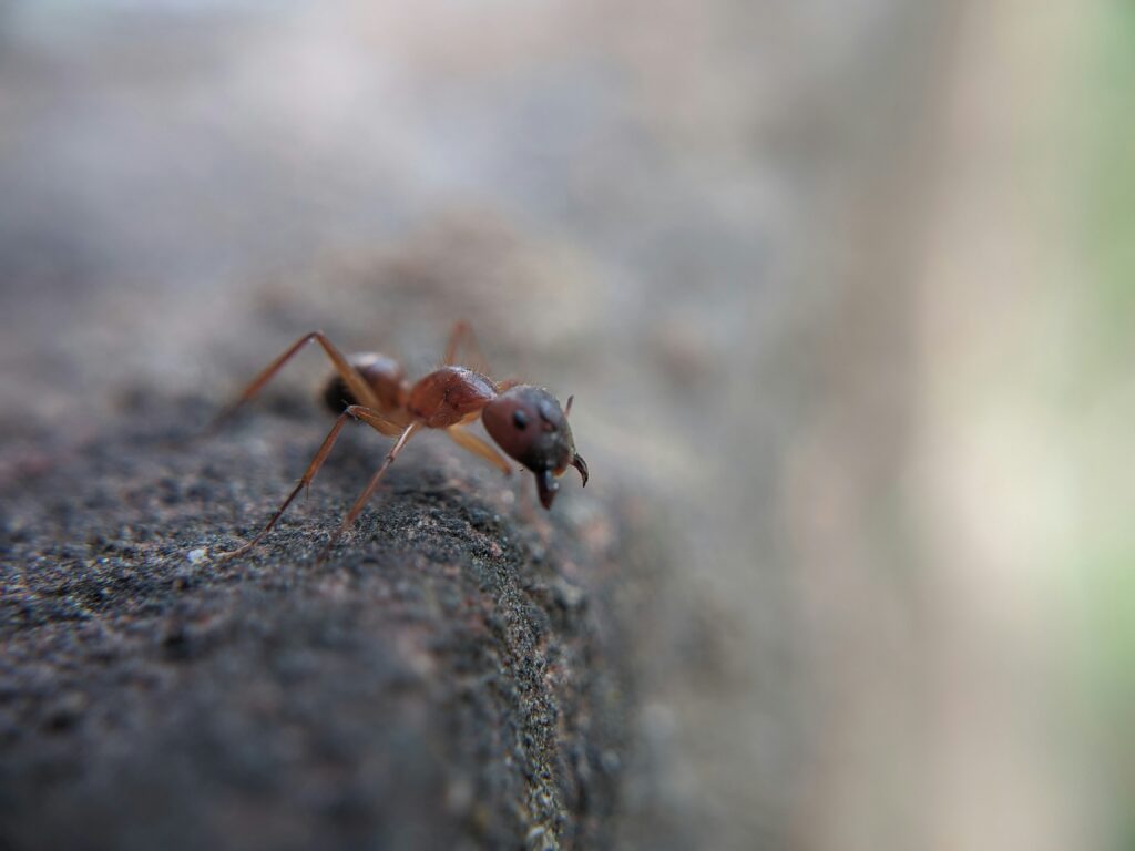A swarm of tawny crazy ants crawling over a log in a natural habitat