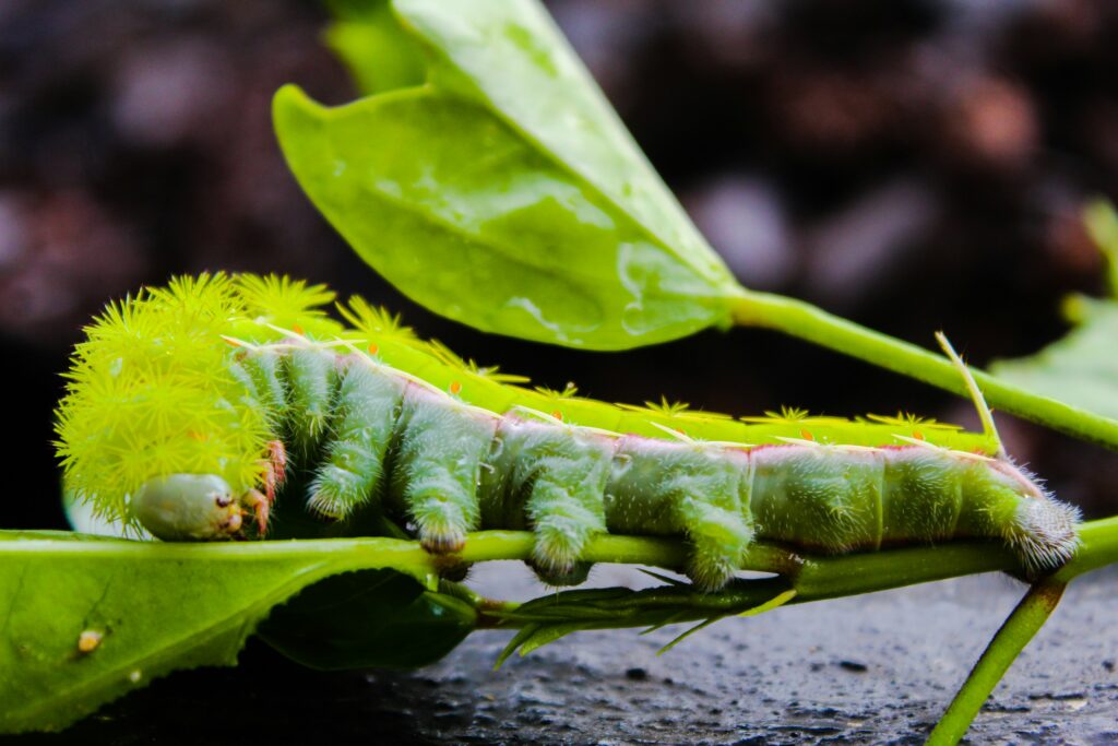 Caterpillar eating a garden leaf while navigating plant stems