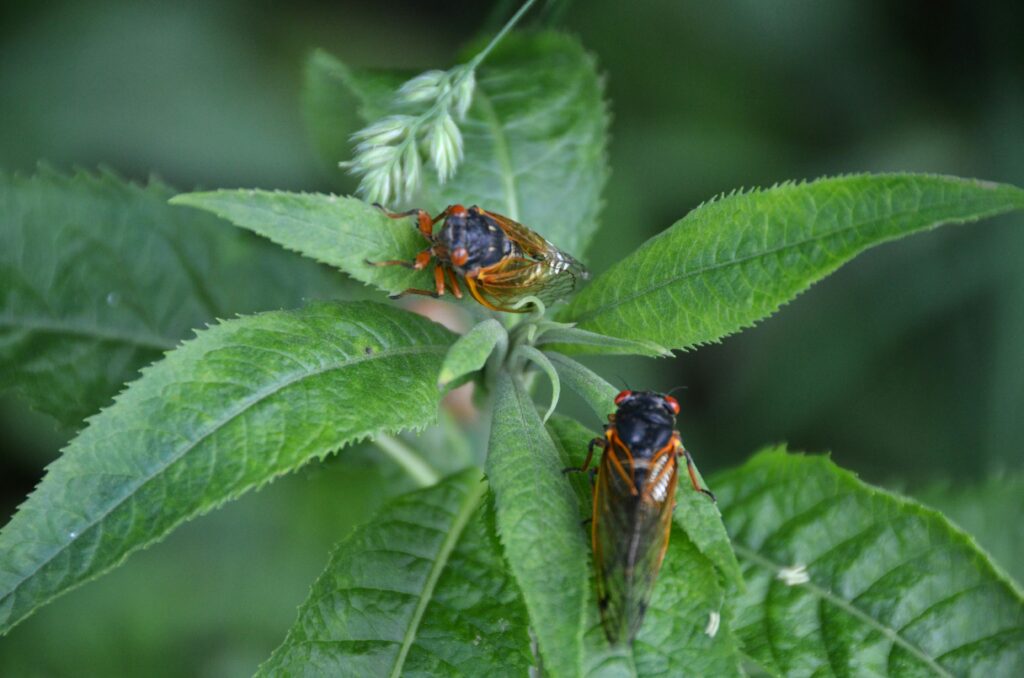 Various insects producing sounds to attract mates during courtship