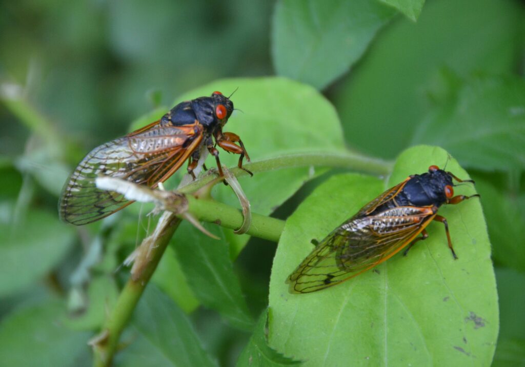 Male cicada calling while female listens from a nearby branch