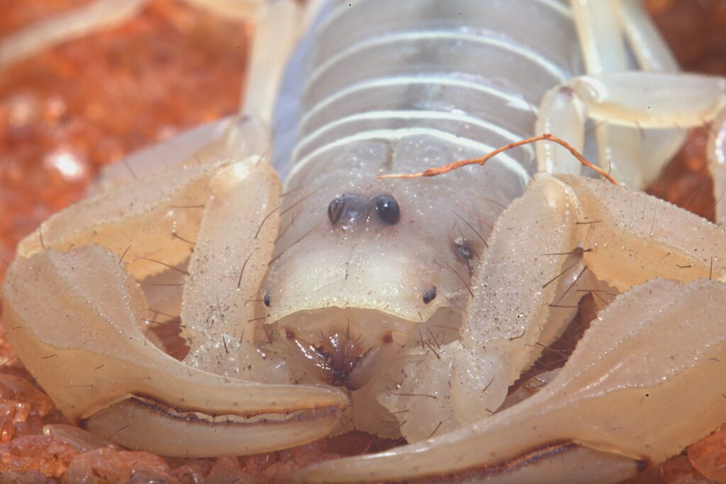 Water scorpion with eggs attached to its breathing tube appendages