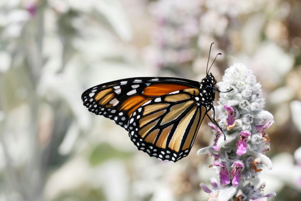 A vibrant butterfly resting on a flower