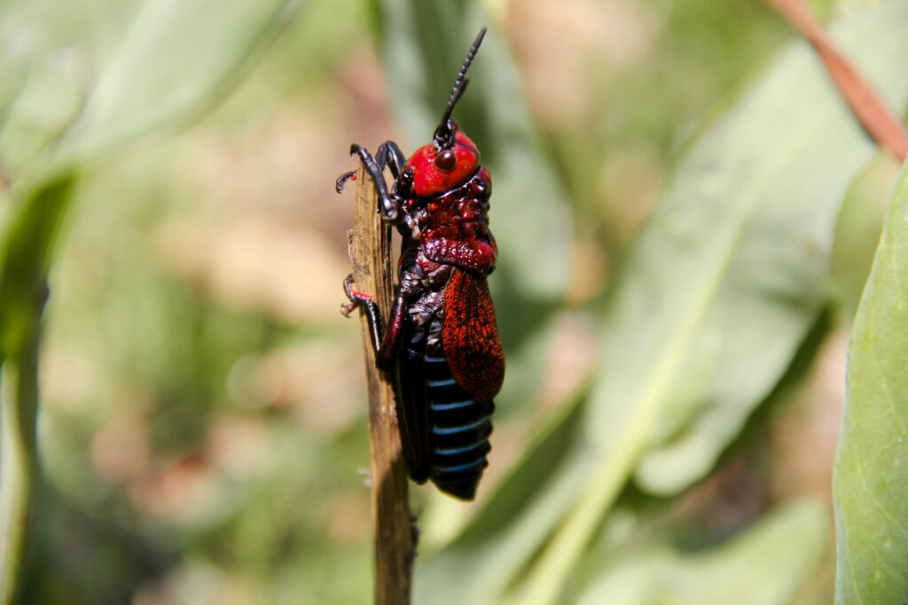 Person covering ears with cicadas buzzing loudly in the background