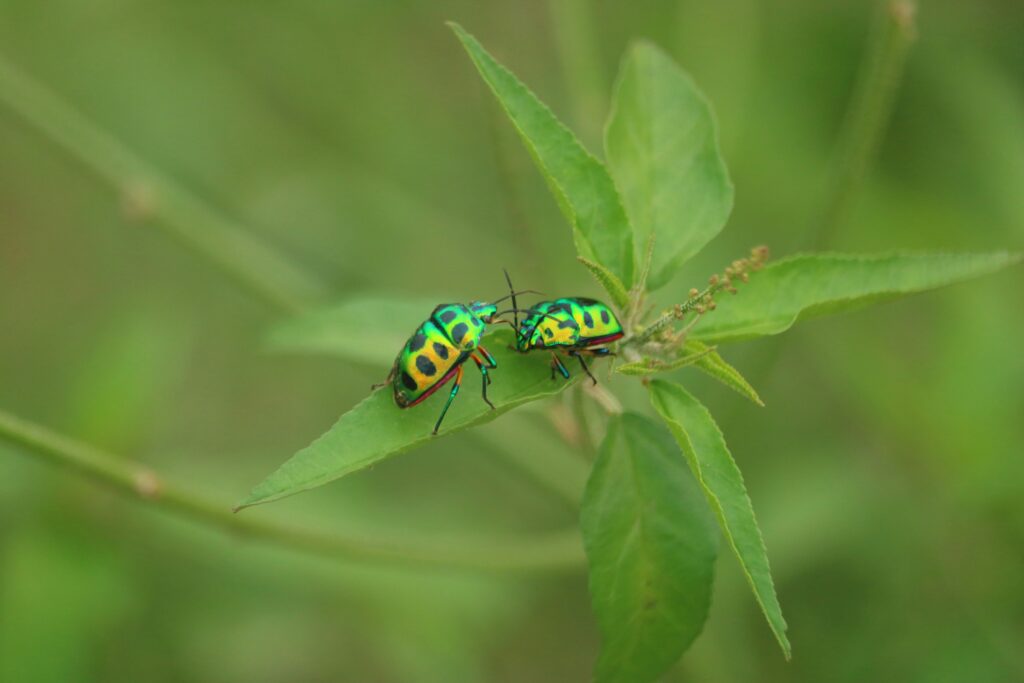  Female insect choosing a mate based on acoustic courtship signals