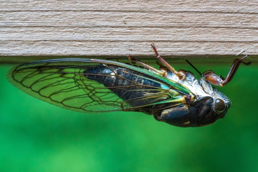 Cicada emitting sound while a bird hesitates nearby, symbolizing predator confusion