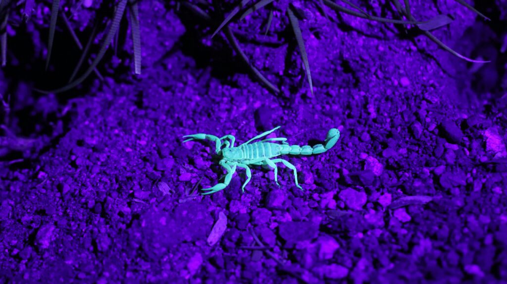 Side-by-side comparison of a flower in human-visible light and UV spectrum
