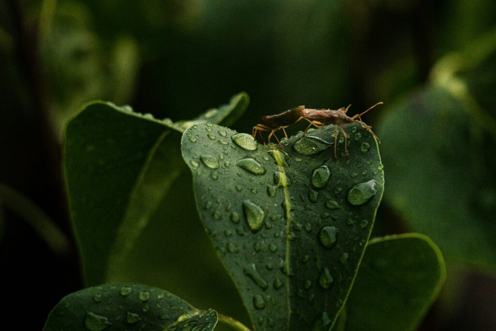 Rain droplets pelting a small insect on a flower, exaggerated for scale