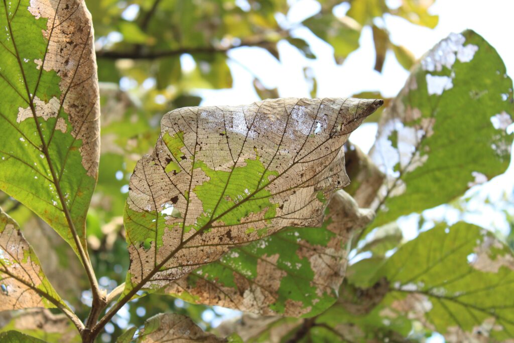 Damaged leaves of oak or birch trees—key host species for the spongy moth