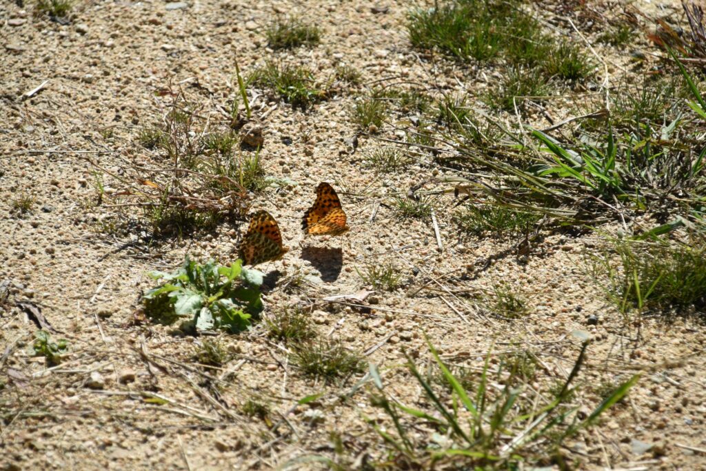 A cleared forest with urban sprawl in the background and a lone butterfly flying over bare ground