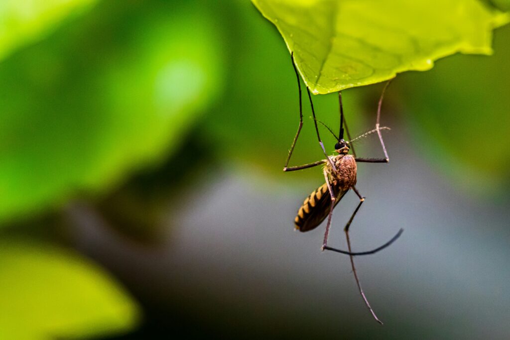 Close-up of Asian tiger mosquito in a forested area of Southeast Asia

