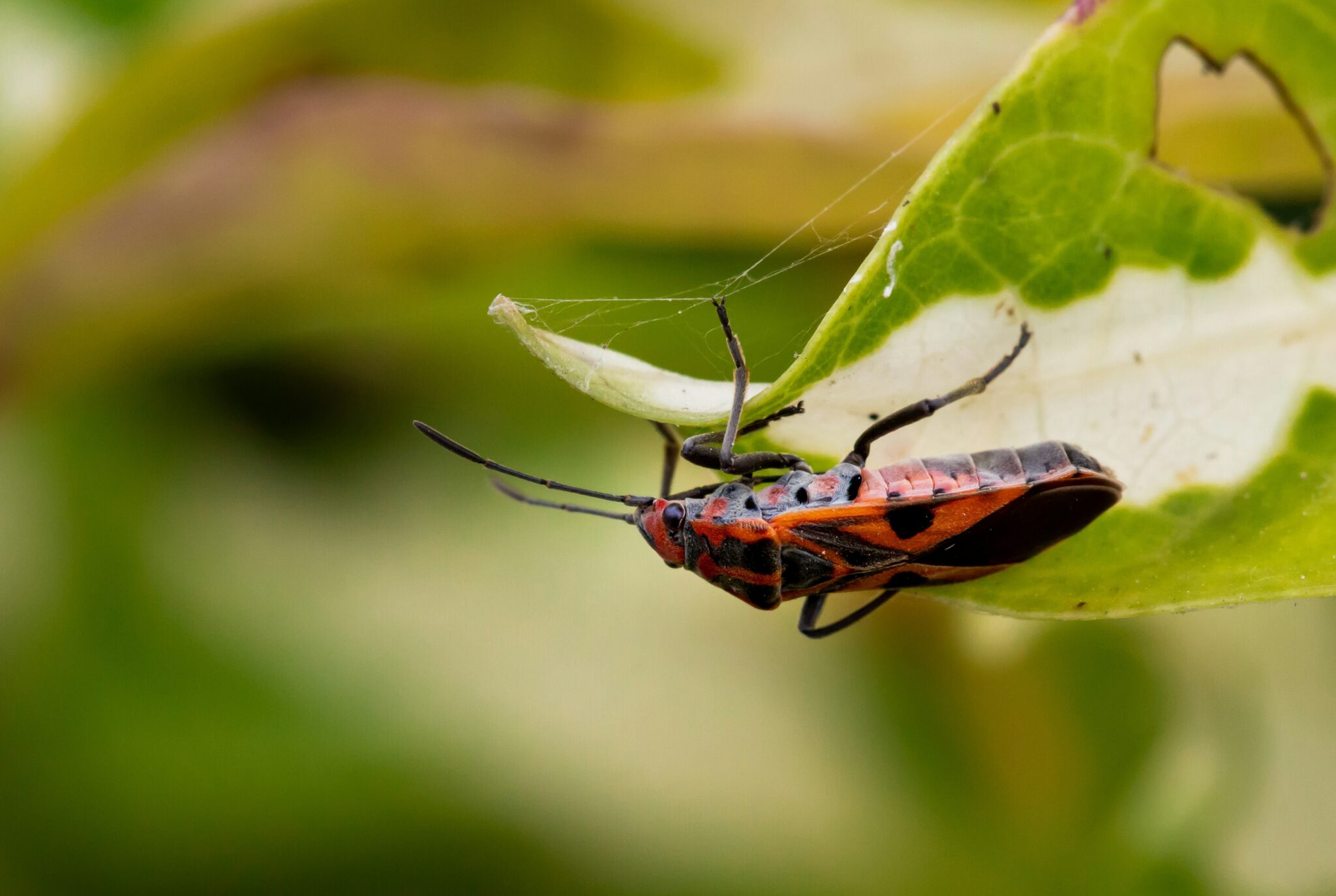 Insect Fragments in Your Makeup How Bugs Power the Beauty Industry ...