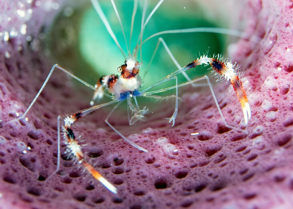 Swarm of tiny aquatic insects near water surface providing food for ocean predators