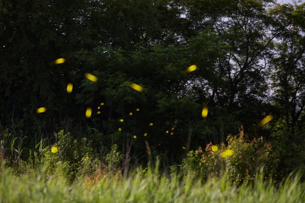 Sequence of fireflies adjusting their flash timing until they match in rhythm