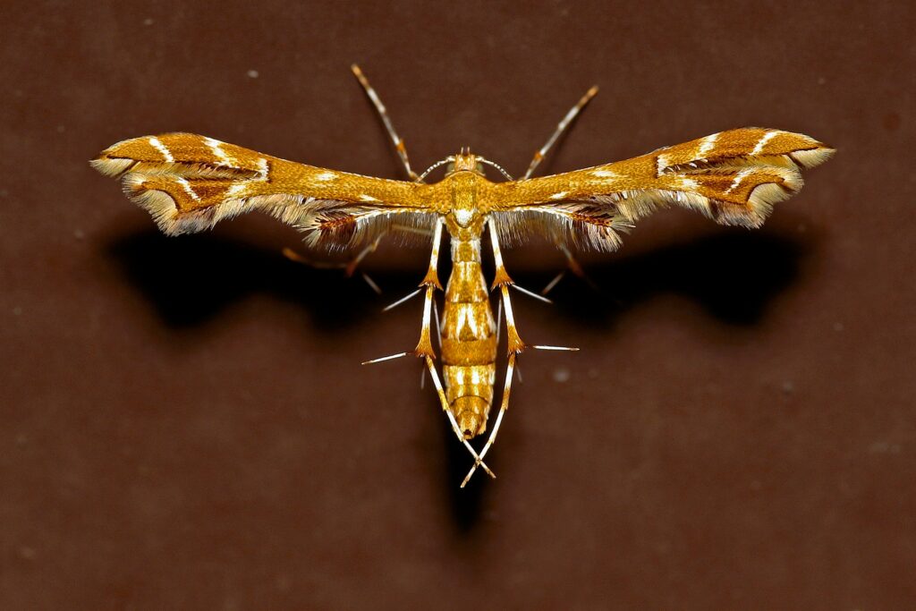 Life cycle diagram of Lymantria dispar including egg, caterpillar, pupa, and moth stages

