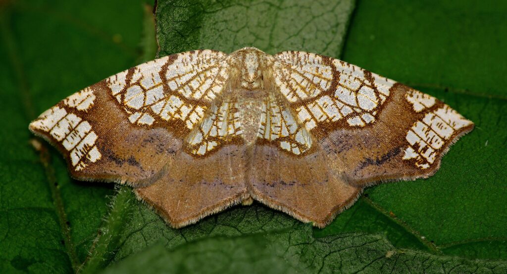 Official statement or announcement about renaming the gypsy moth to spongy moth

