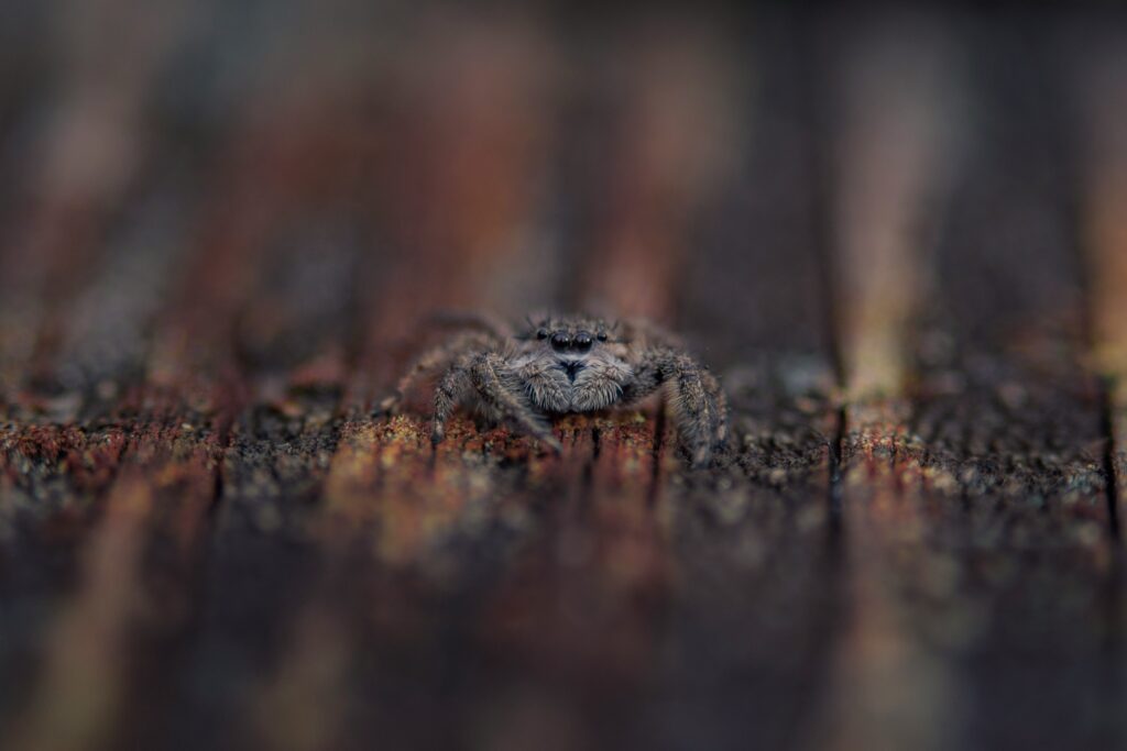 Insect on charred ground after wildfire with sprouting vegetation in background