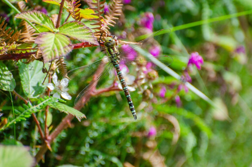Collage of various garden insects including ants, beetles, butterflies, and bees