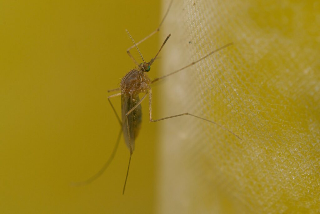 Diagram showing diseases transmitted by Aedes albopictus

