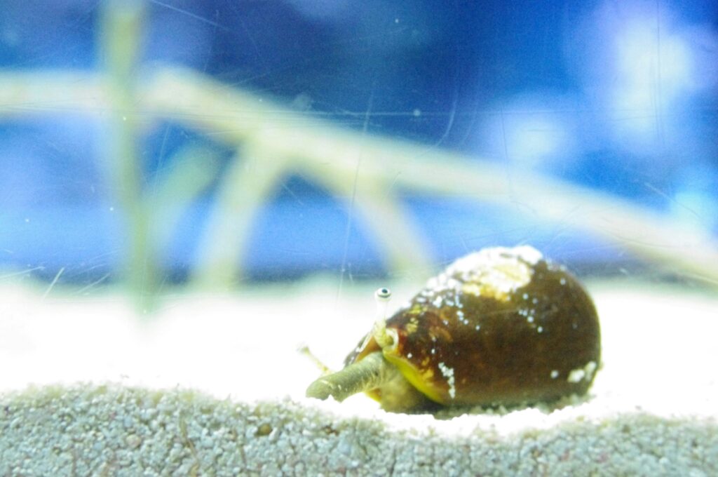 Water beetle building or guarding an underwater egg chamber on aquatic plants