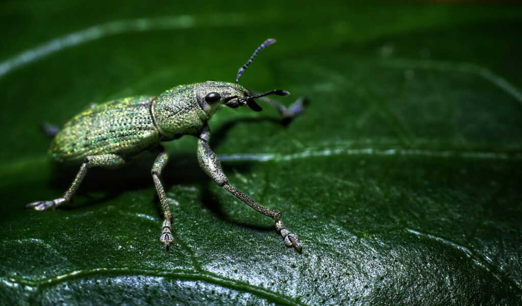  Cicada producing loud mating call from tree bark