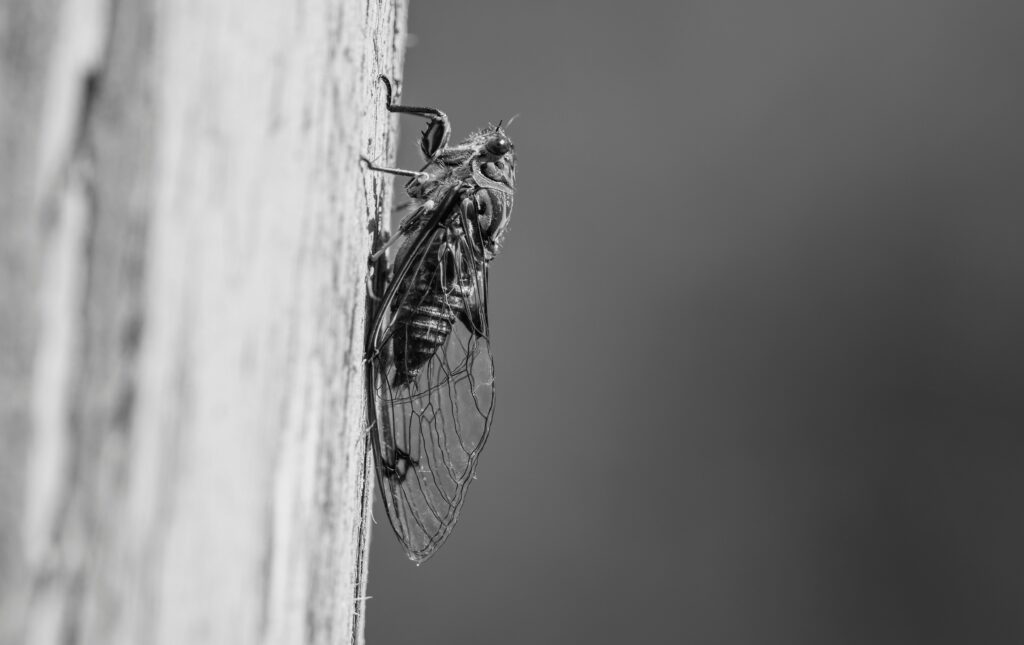 Close-up of Asian giant hornet near a wooden hive structure in a temperate forest

