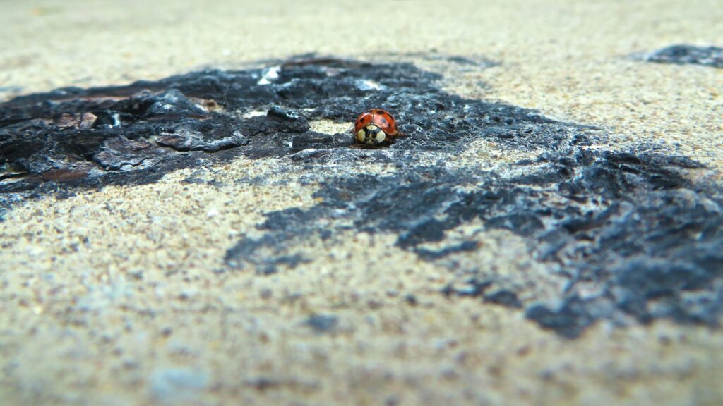  Insect trails or signs on pavement or around buildings