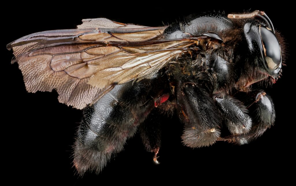 Damaged insect wings due to environmental stress in a polluted habitat