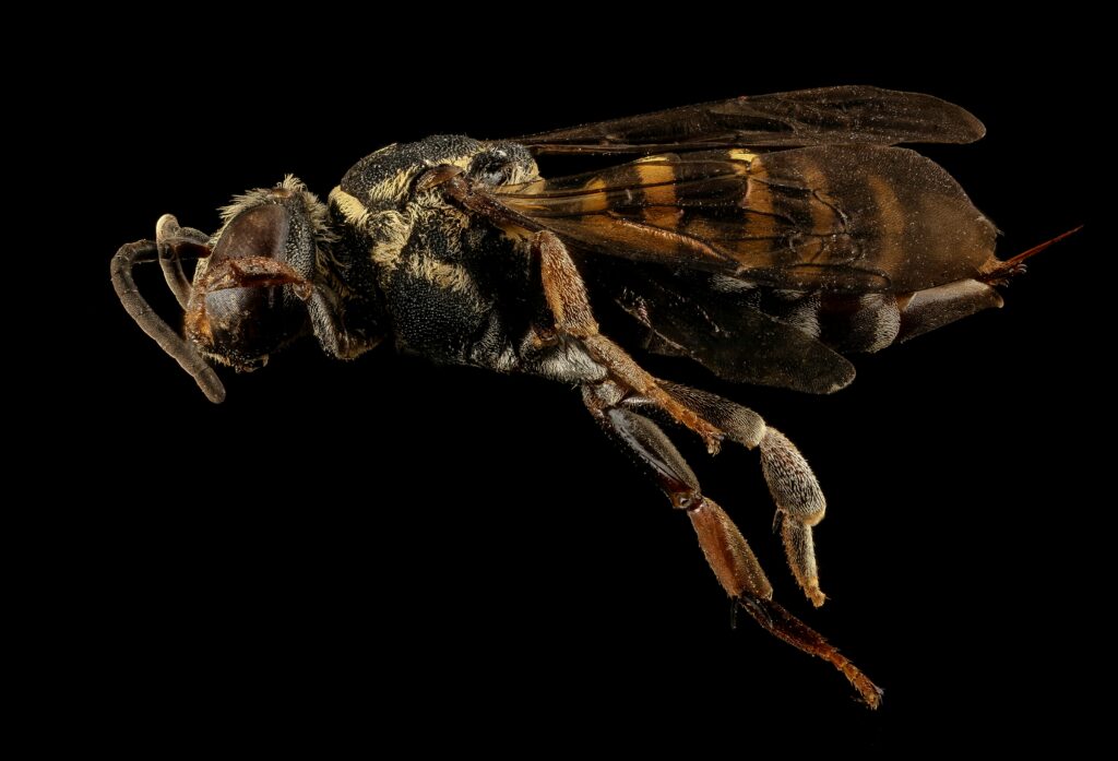Diagram showing the tymbal organ on a cicada's abdomen responsible for producing sound