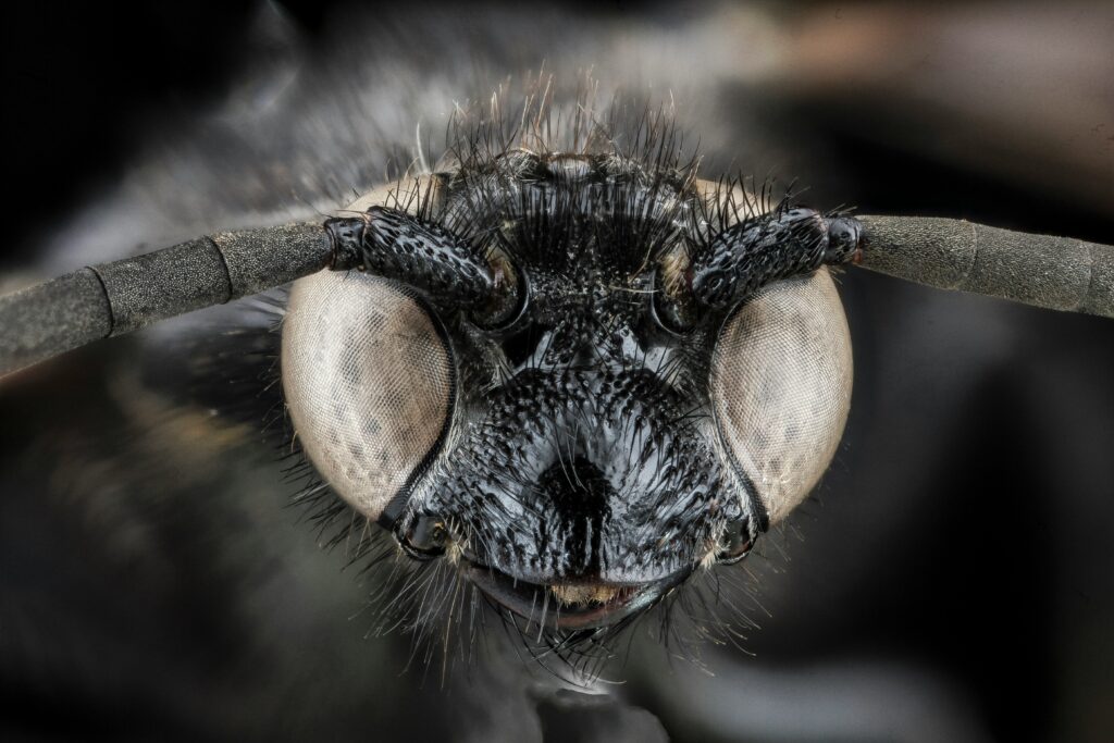 Side-by-side of insect mandibles and Predator's iconic facial structure