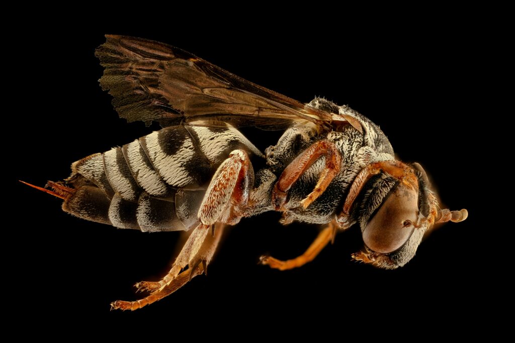 Oriental hornet with striped abdomen, absorbing solar energy on a leaf