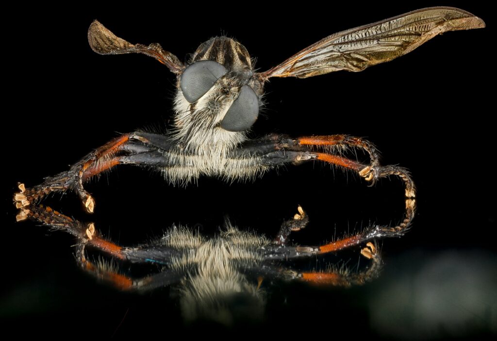 Insect with uneven wings using one side more prominently for maneuvering