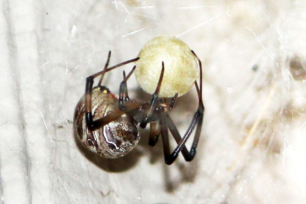 Spider eggs or young spiderlings in a dark cave environment